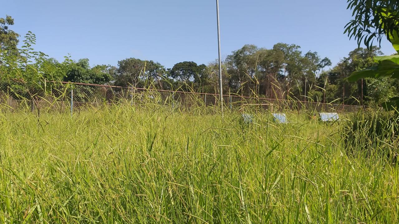 Foto 14 de 21 — Mato toma conta de praça no Maria Luiza; Prefeitura não tem prazo para zeladoria no bairro